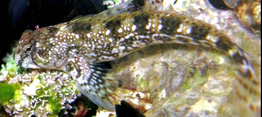 Coryphoblennius galerita_11667